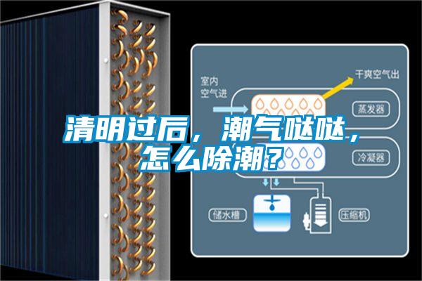 清明過后，潮氣噠噠，怎么除潮？